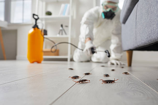 Post-Treatment Bed Bug Interceptor Monitoring in Pecan Plantation